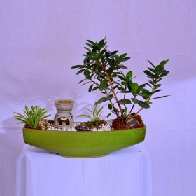 Plant Ficus and clohorophytyum