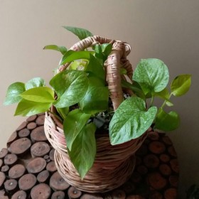 Pothos (Golden Money Plant)
